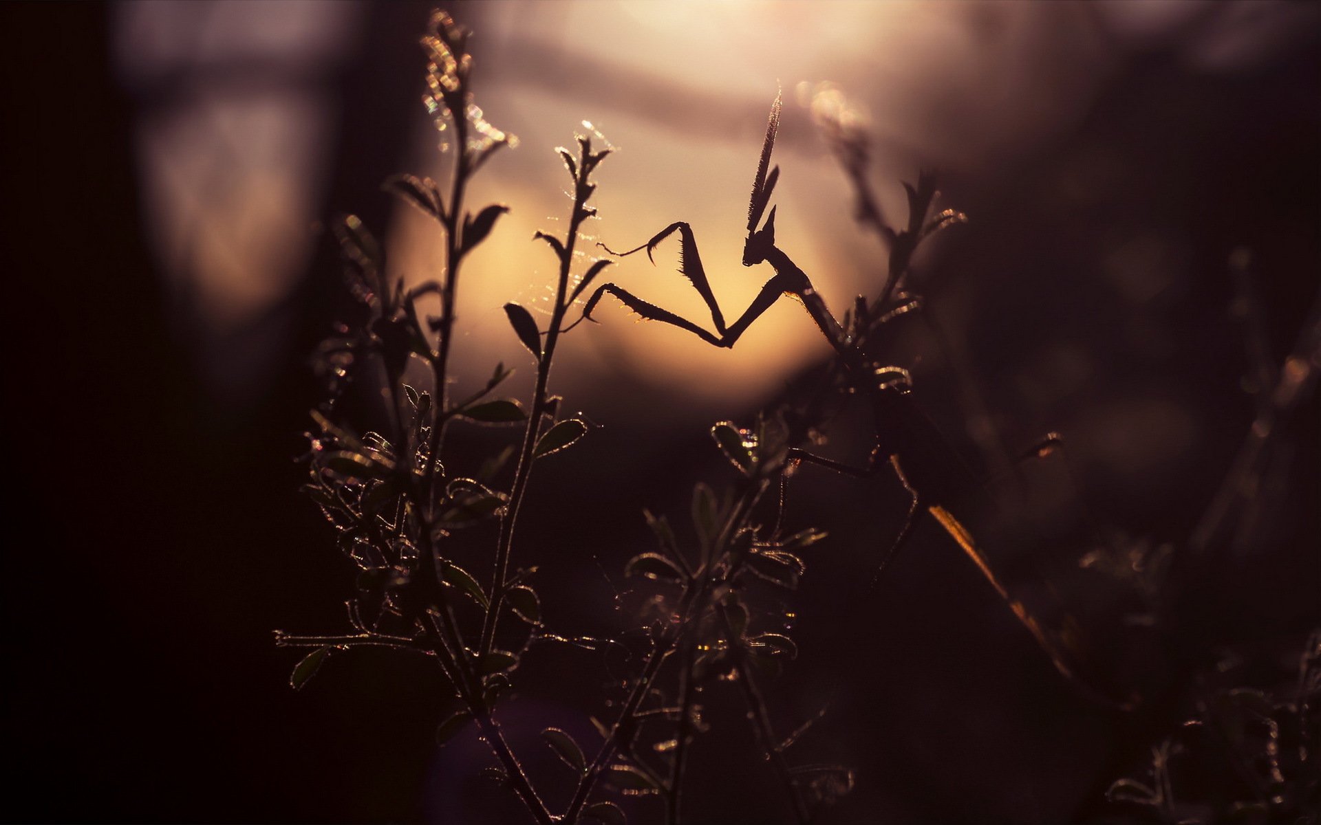 plante branches feuilles insecte mante lumière éclairage silhouette