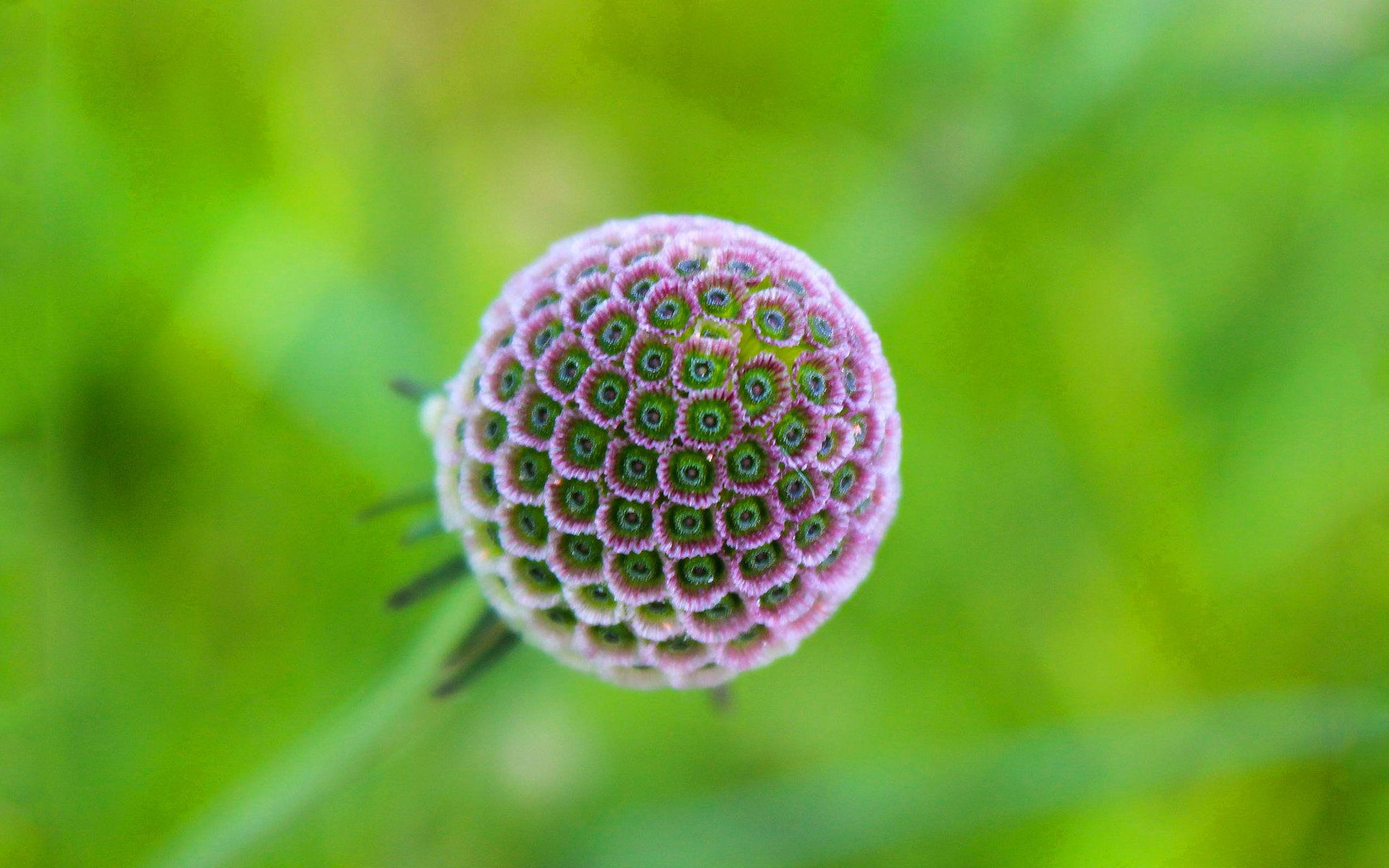 flower exotic petals nature ball