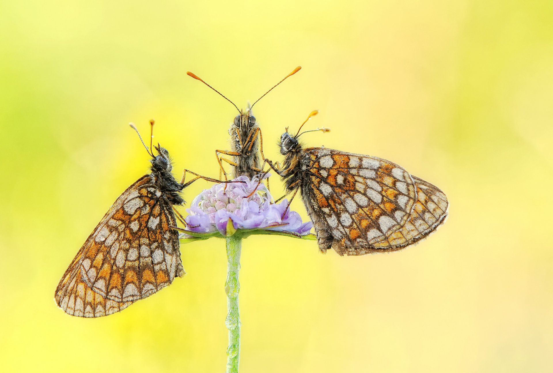 flower drops rosa butterfly three