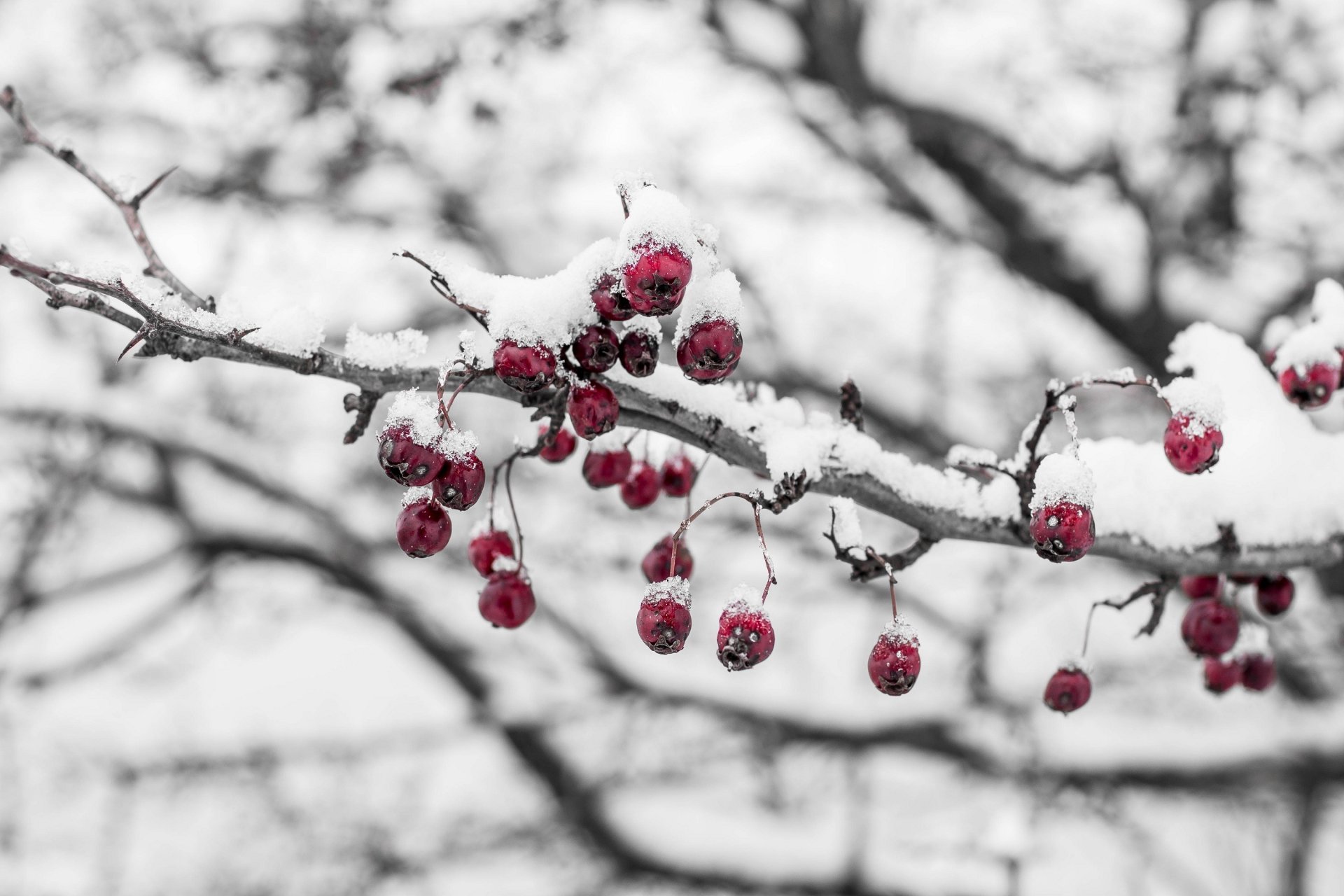 berries branch snow next cool winter close up