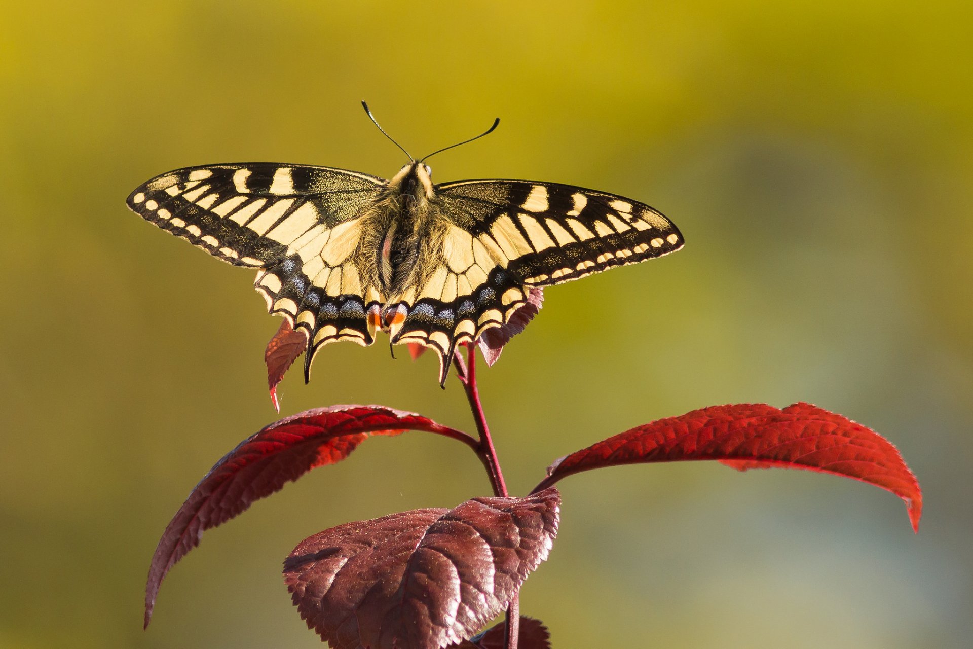 zweig blätter schmetterling schwungrad