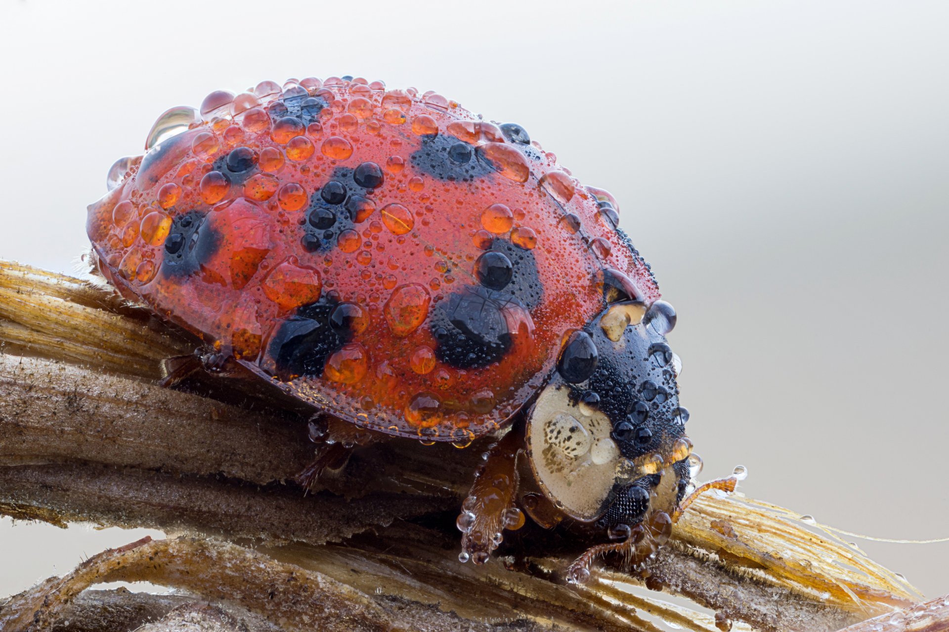 insetto coccinella gocce rugiada