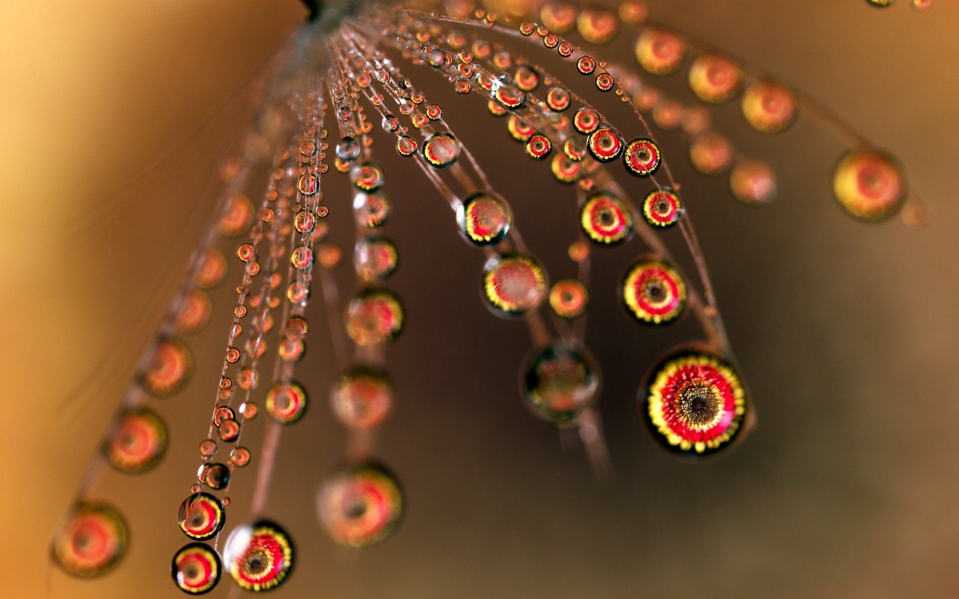 flower drops close up