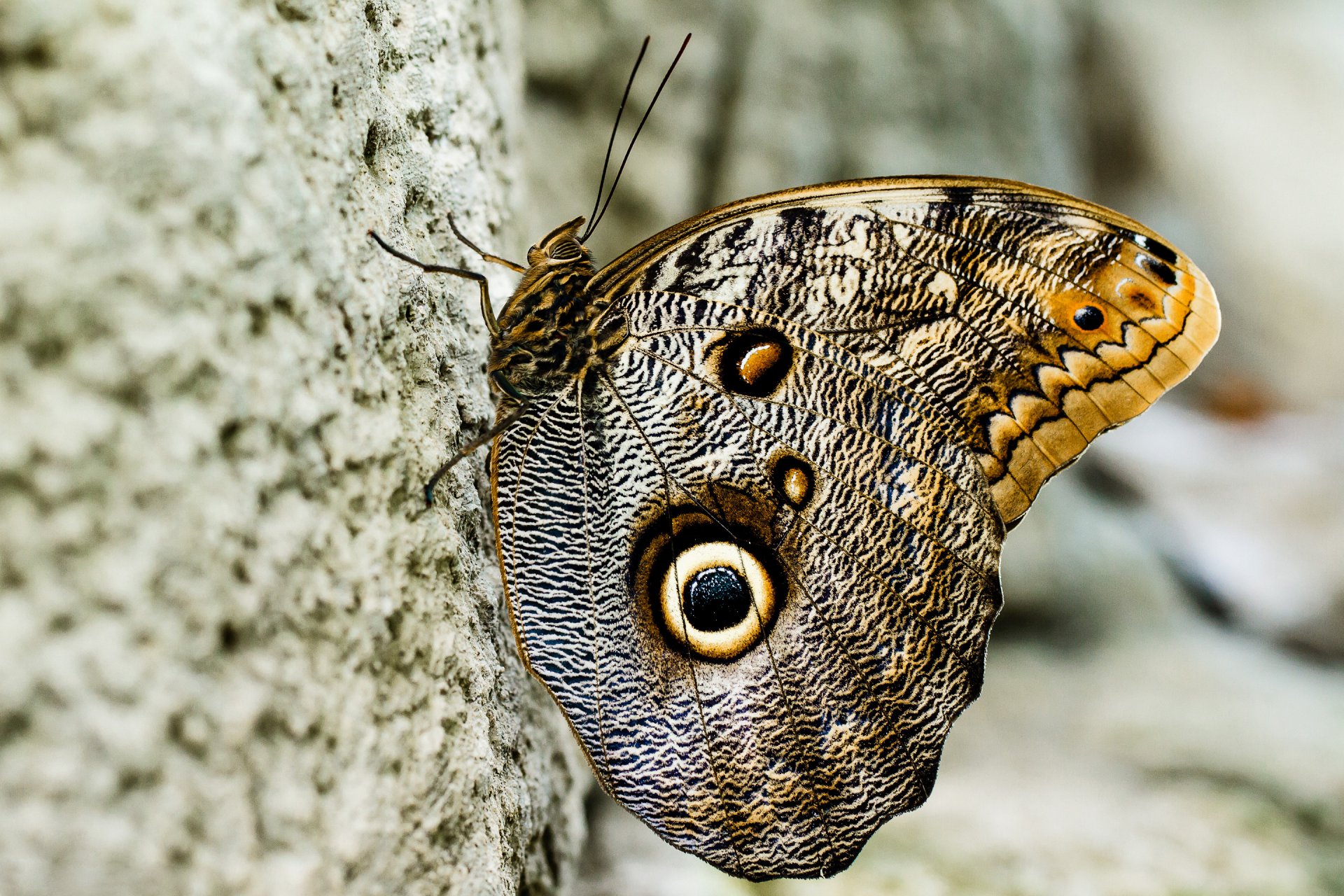 papillon ailes modèle insecte