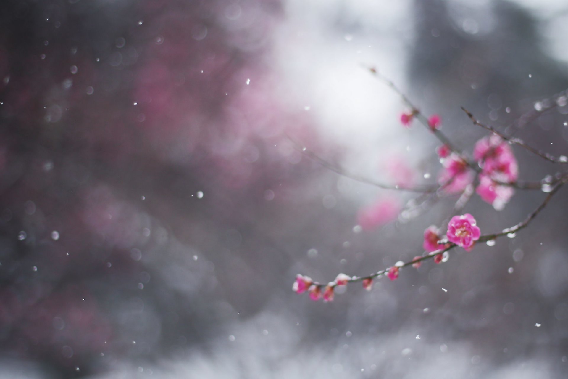 gros plan hiver février neige branche prune fleur bokeh