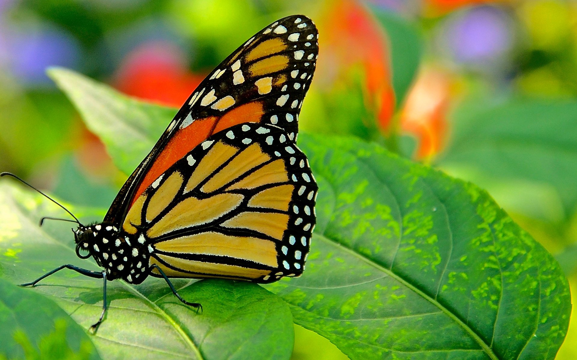 papillon feuille nature papillon de nuit