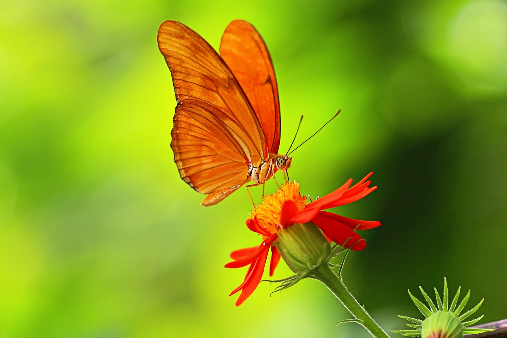 fleur pétales plante papillon ailes insecte