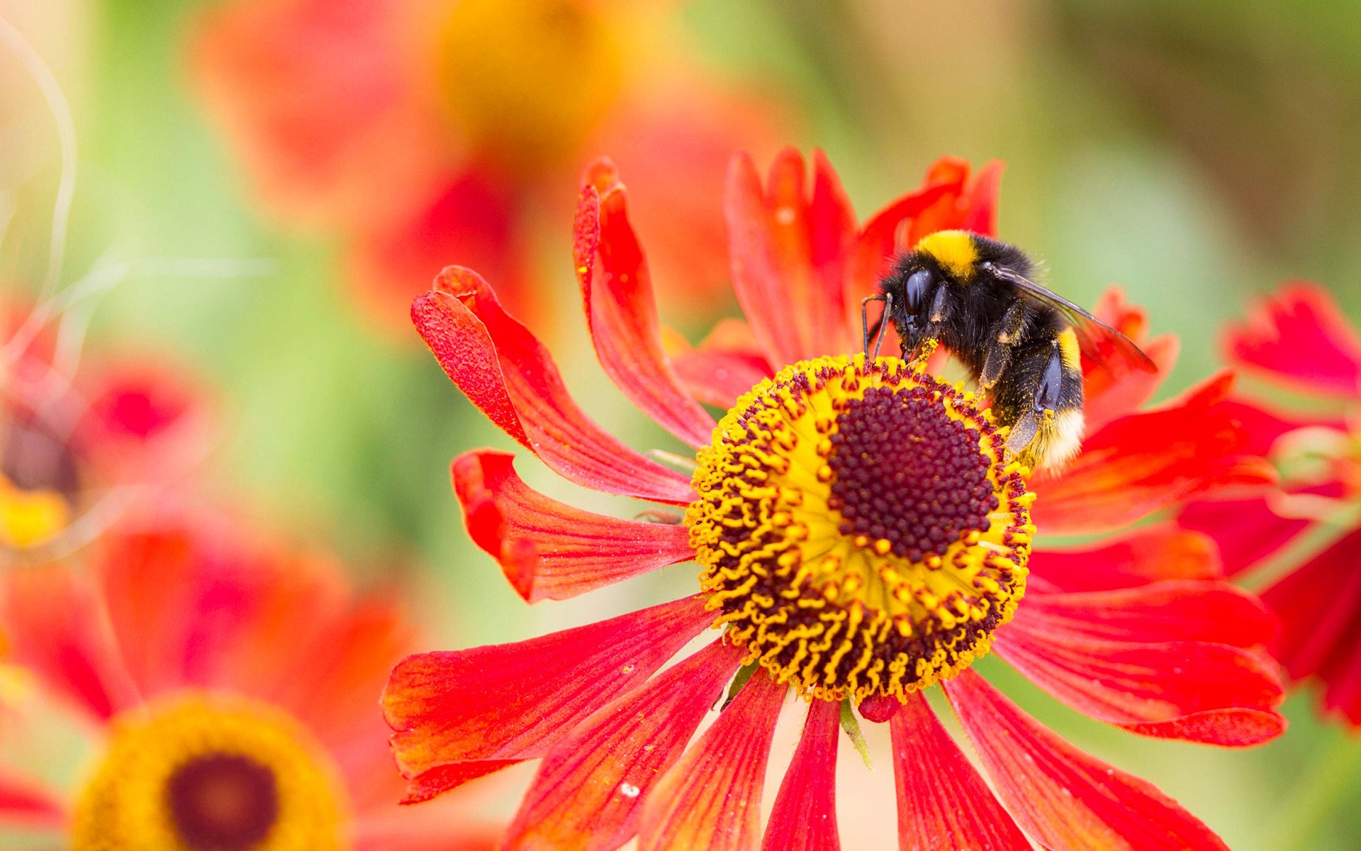 flower petals insect bumblebee nature