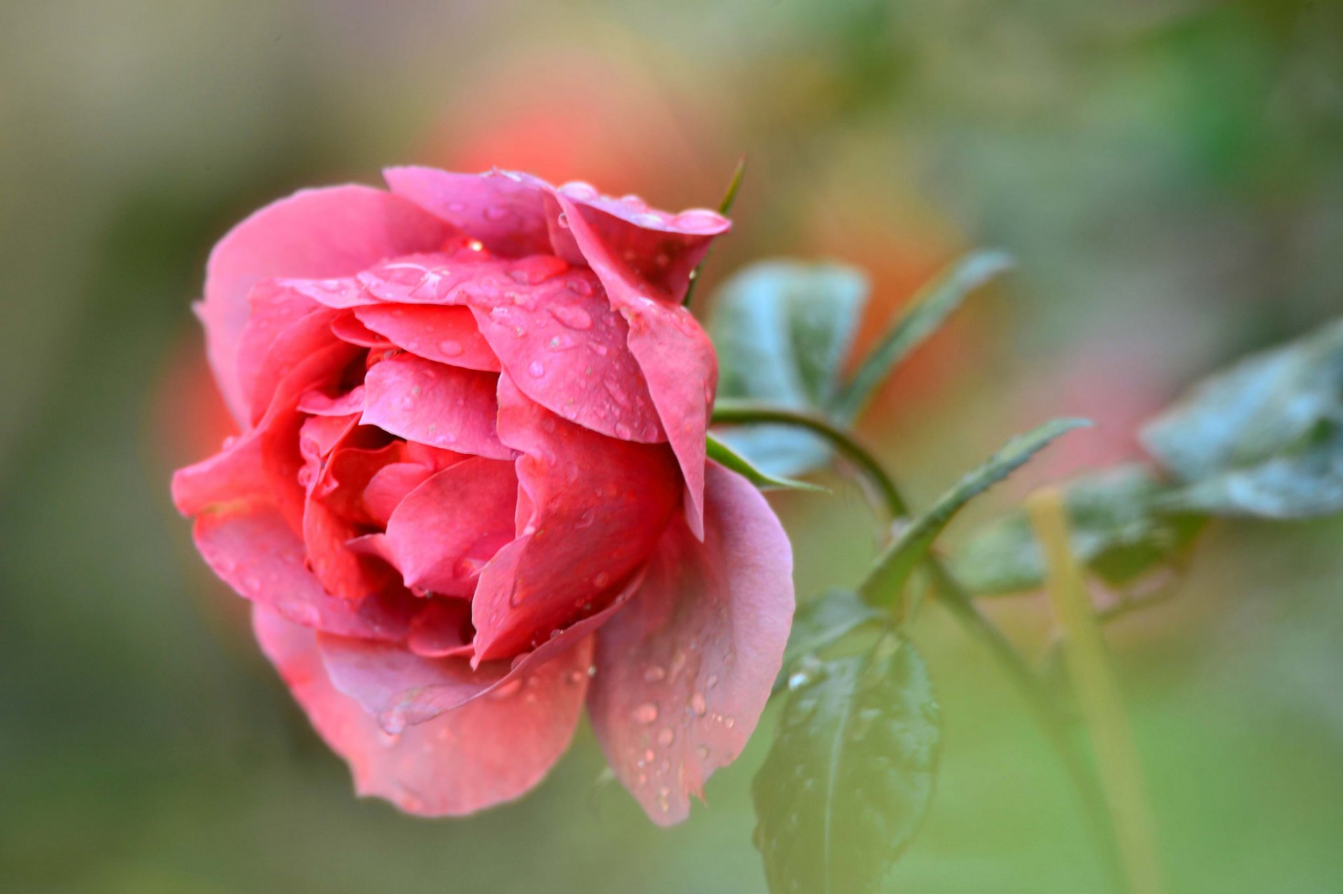 kwiat róża płatki liście krople rosa woda