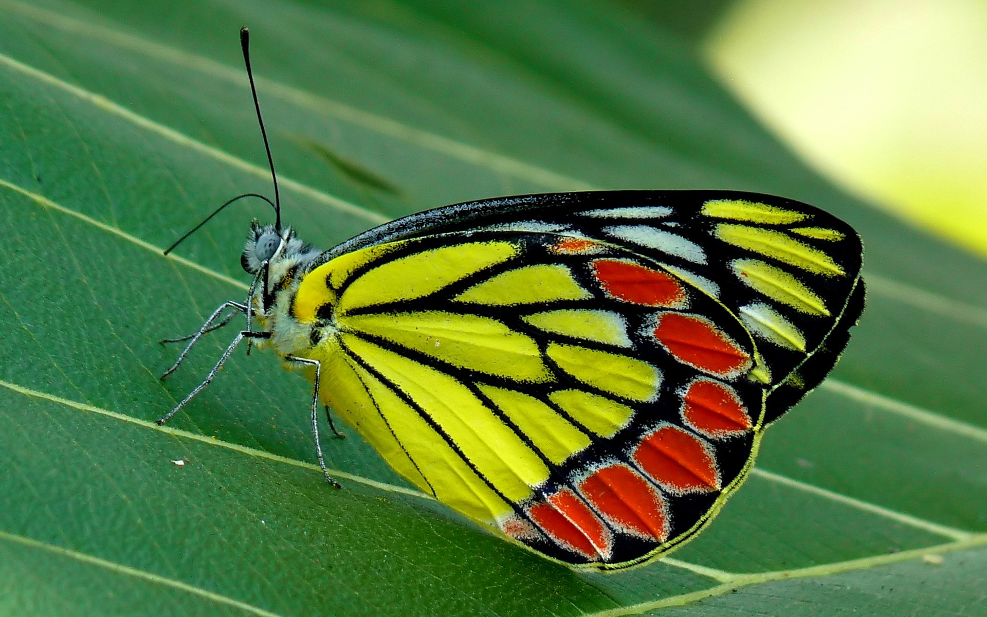 foglia farfalla insetto falena natura