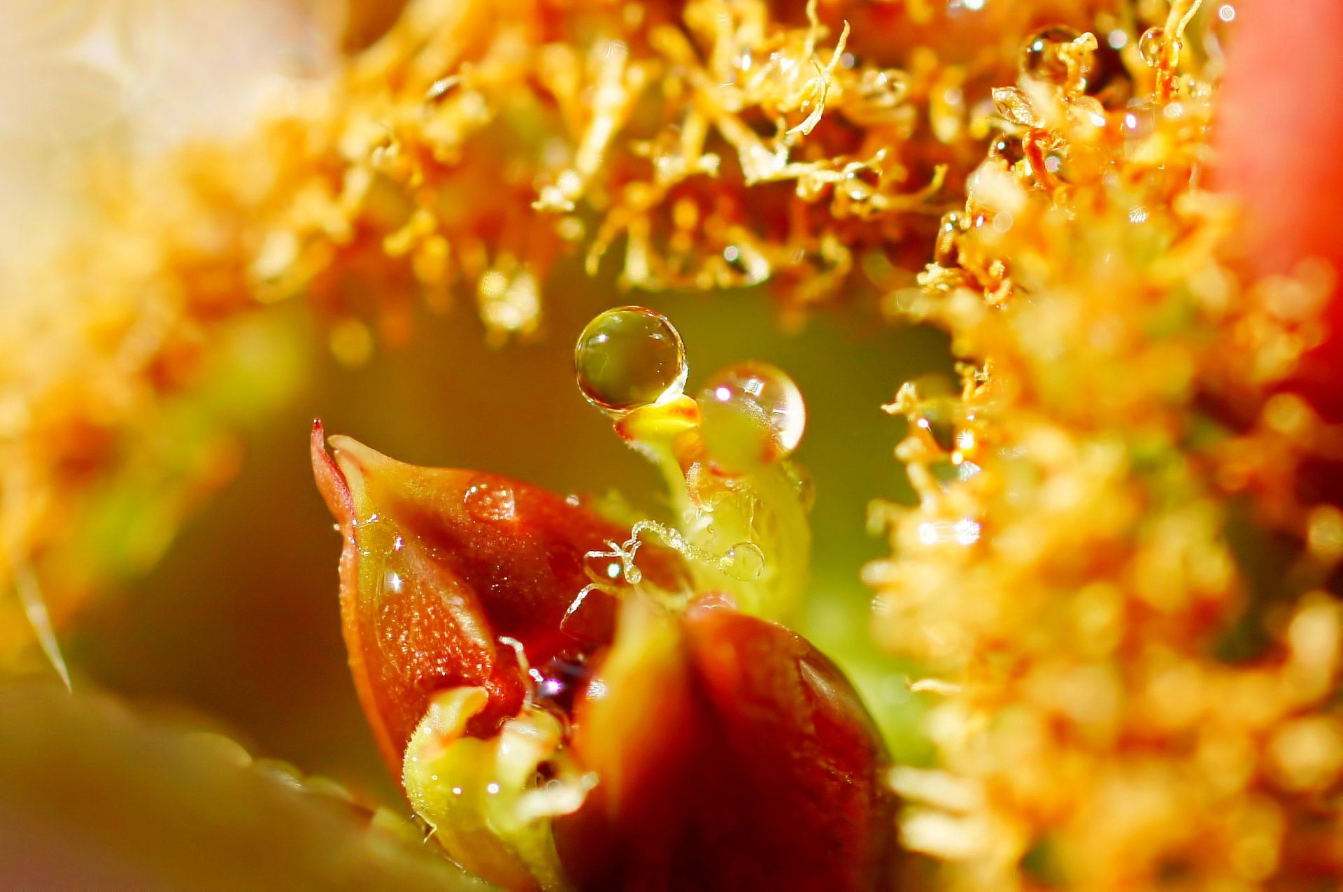 macro hojas gotas agua