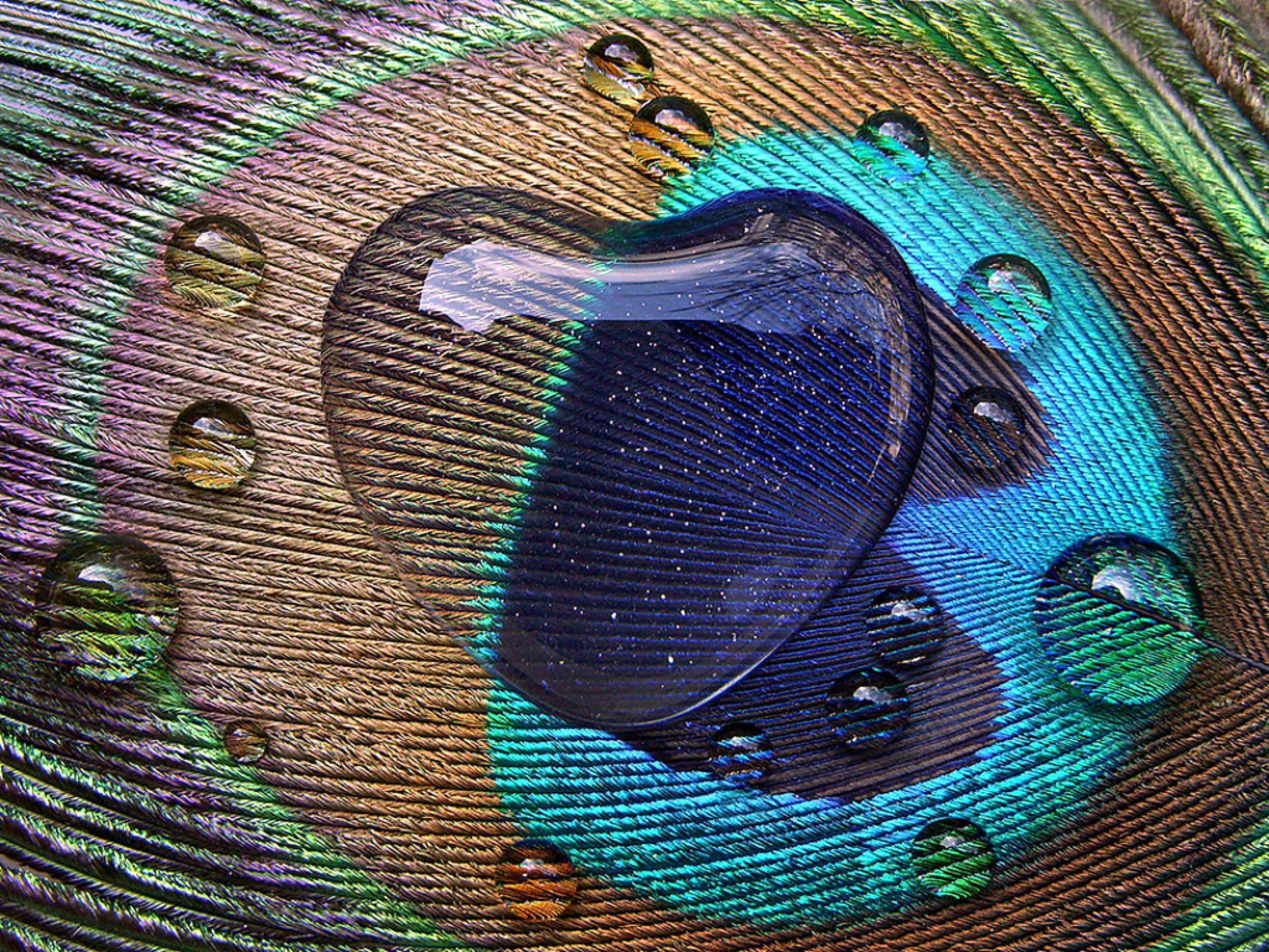 pluma pavo real patrón gotas corazón