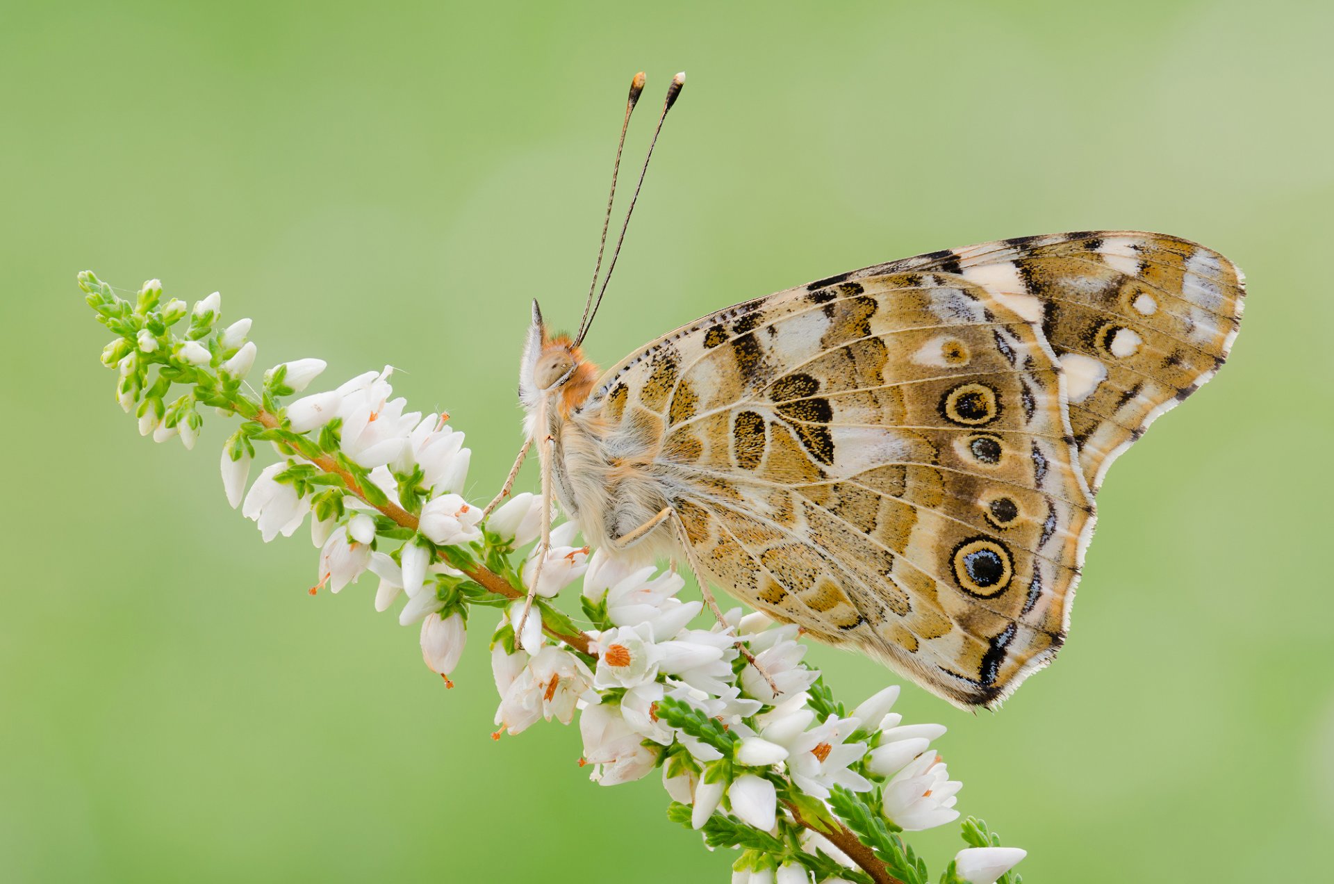 plante fleur papillon insecte papillon de nuit ailes