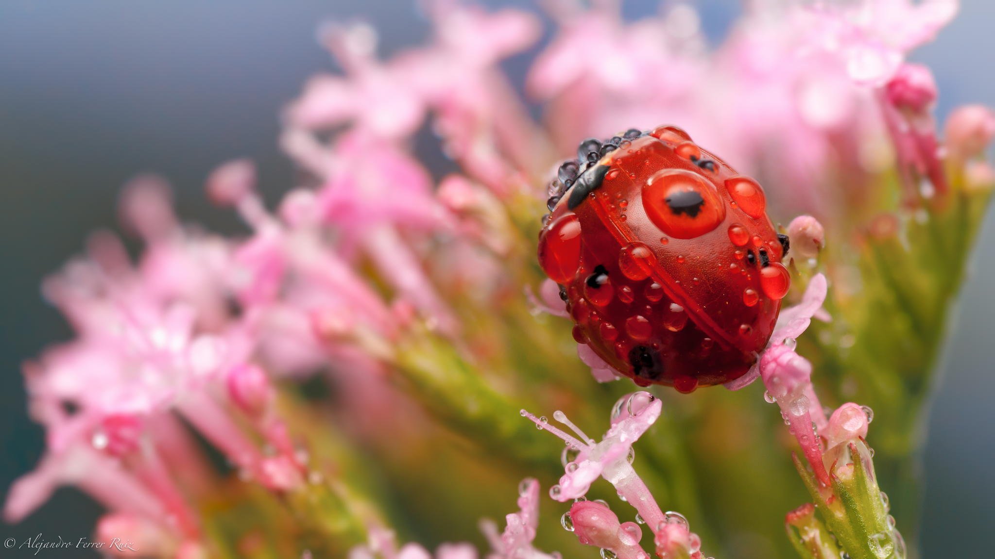 coccinelle insecte gros plan fleurs rosée gouttes