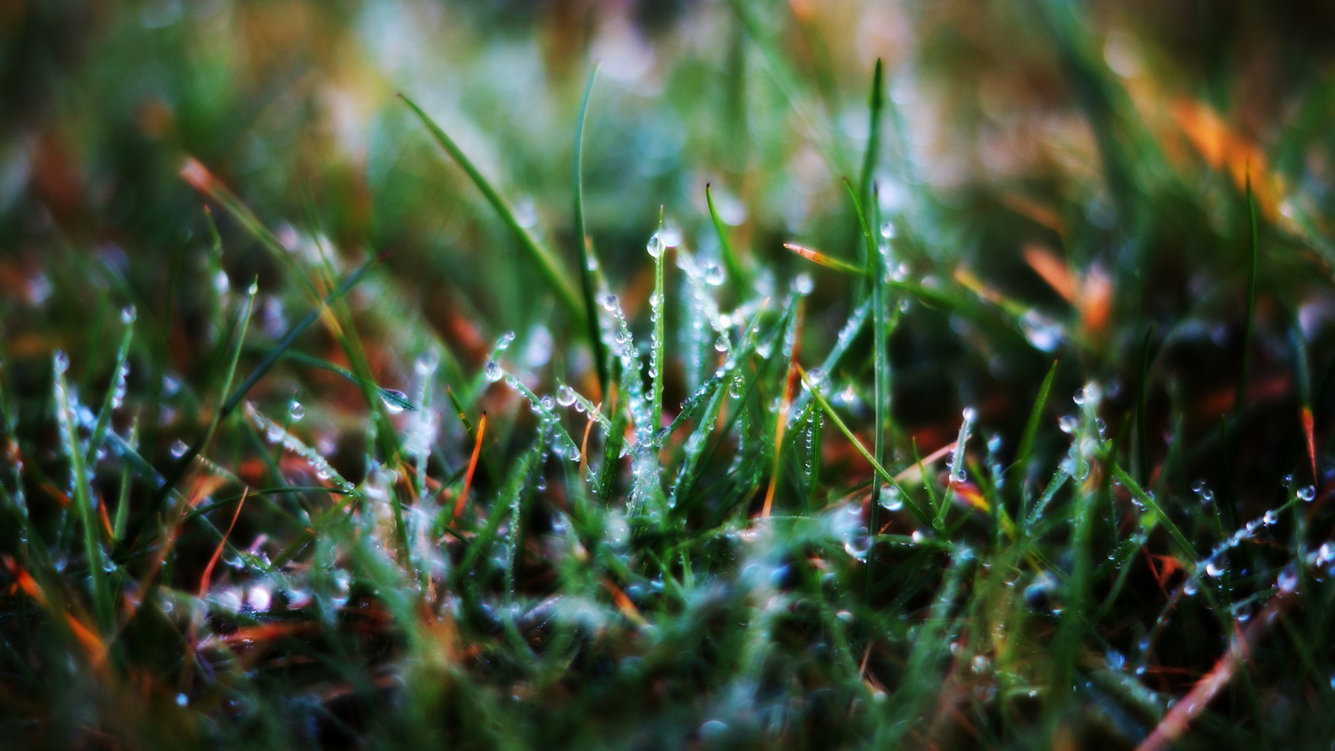 herbe brins d herbe rosée gouttes gros plan