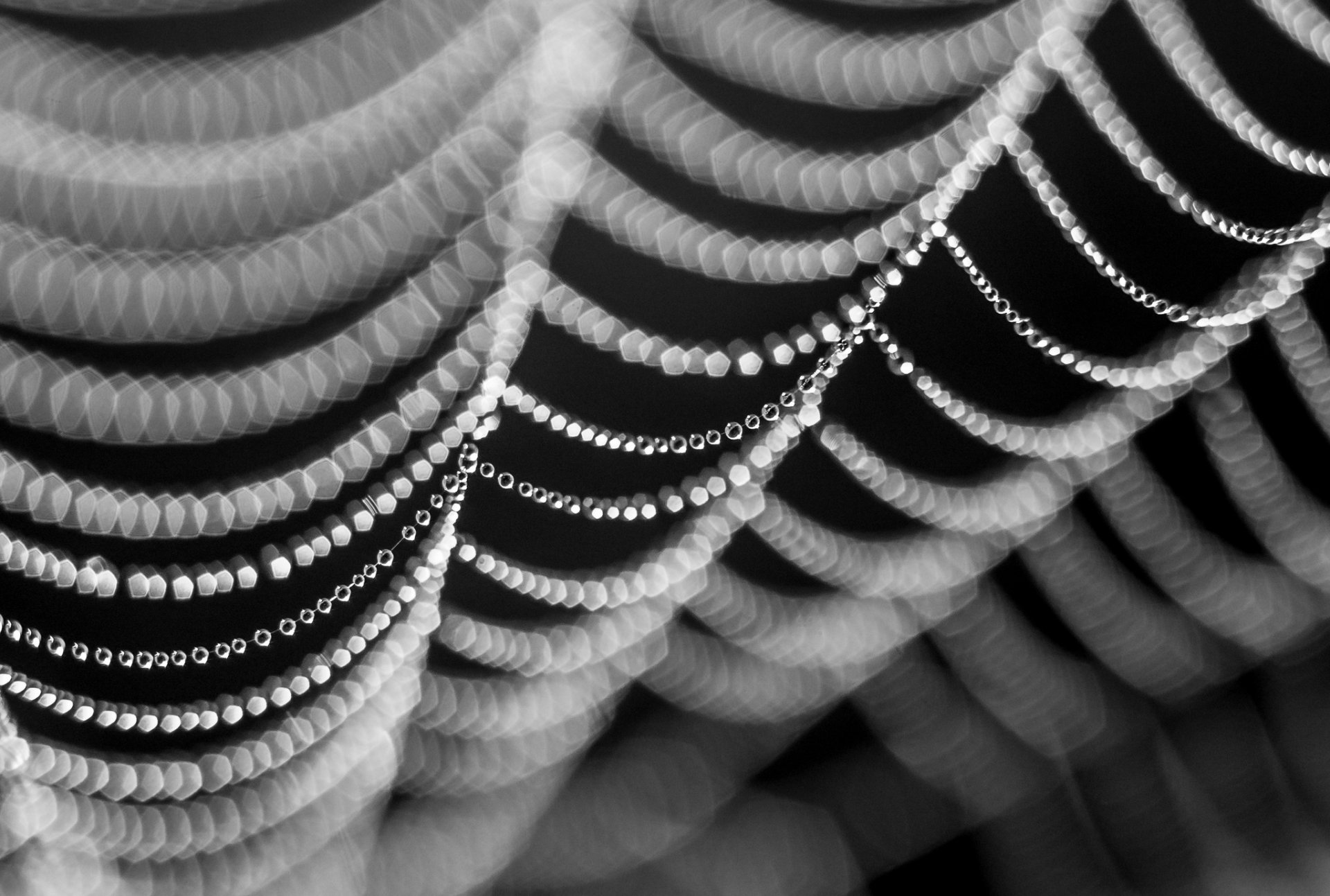 web close up rosa drops black-and-white photo