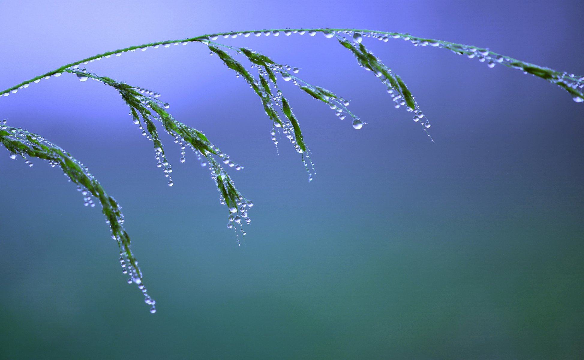 nature gros plan herbe gouttes eau