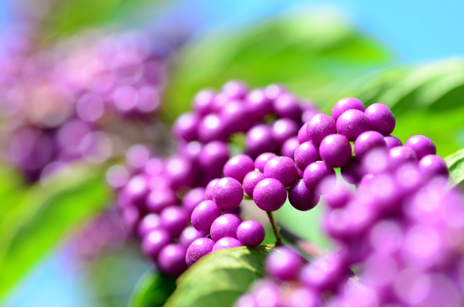 schöne frucht kallikarpa kalikarpa beeren flieder tröpfchen tau blendung bokeh