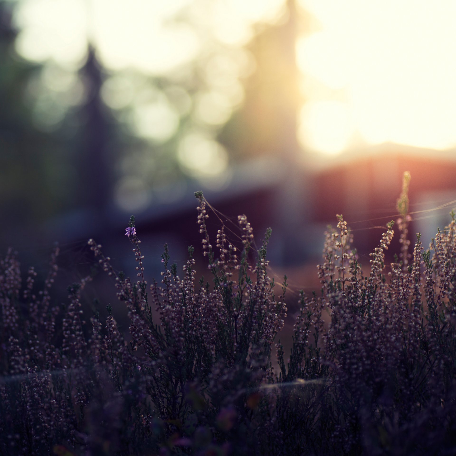 close up grass flower bokeh reflection