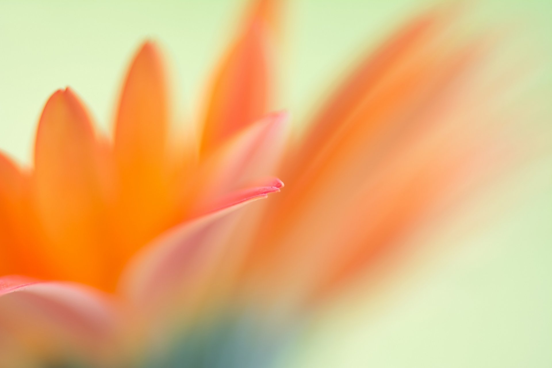 flower pink-orange petals blur