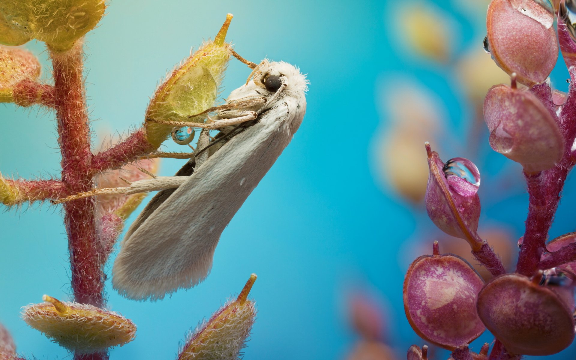 planta gotas mariposa polilla