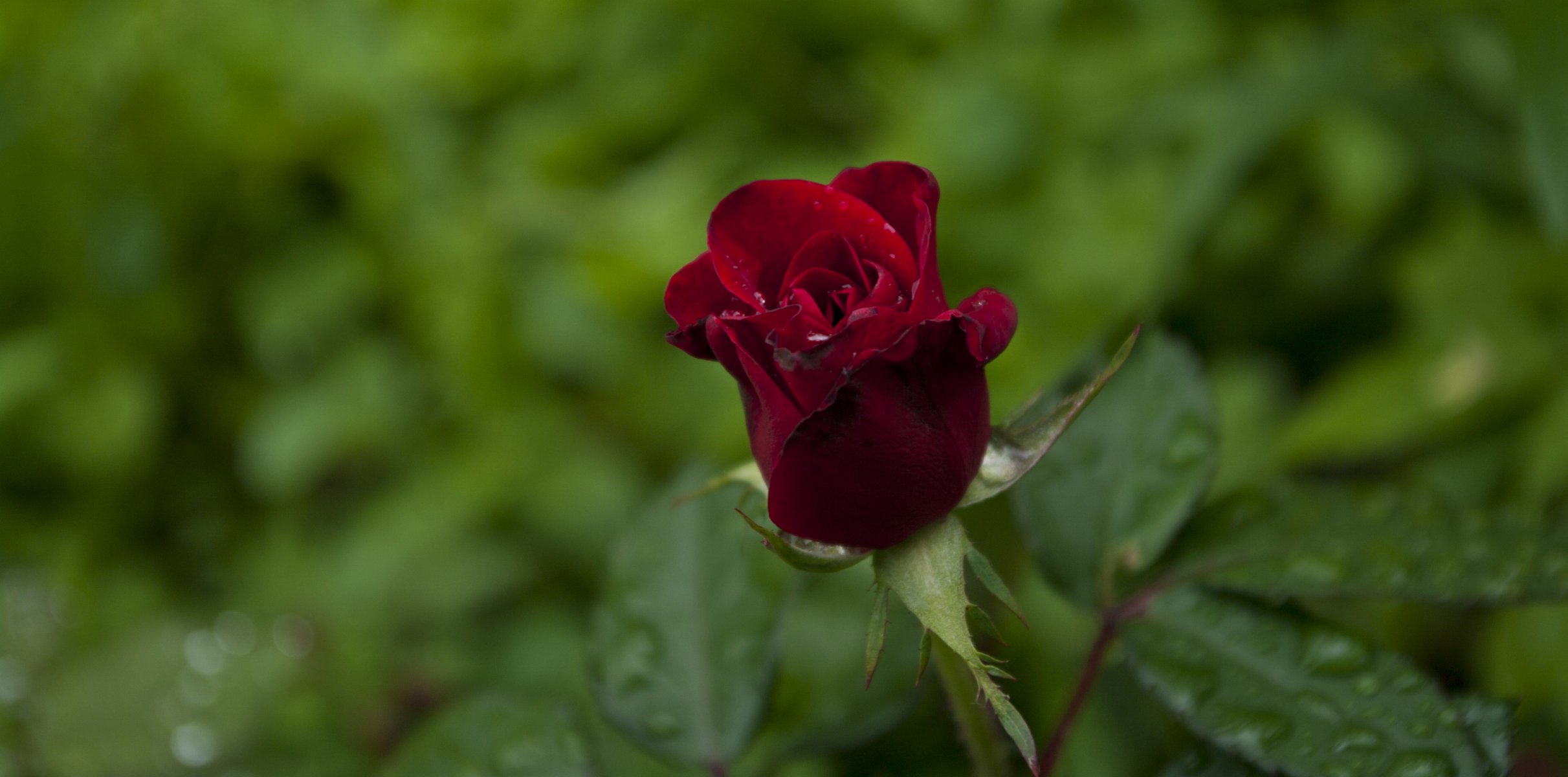 flowers plants rose flower nature leaves macro petals drop