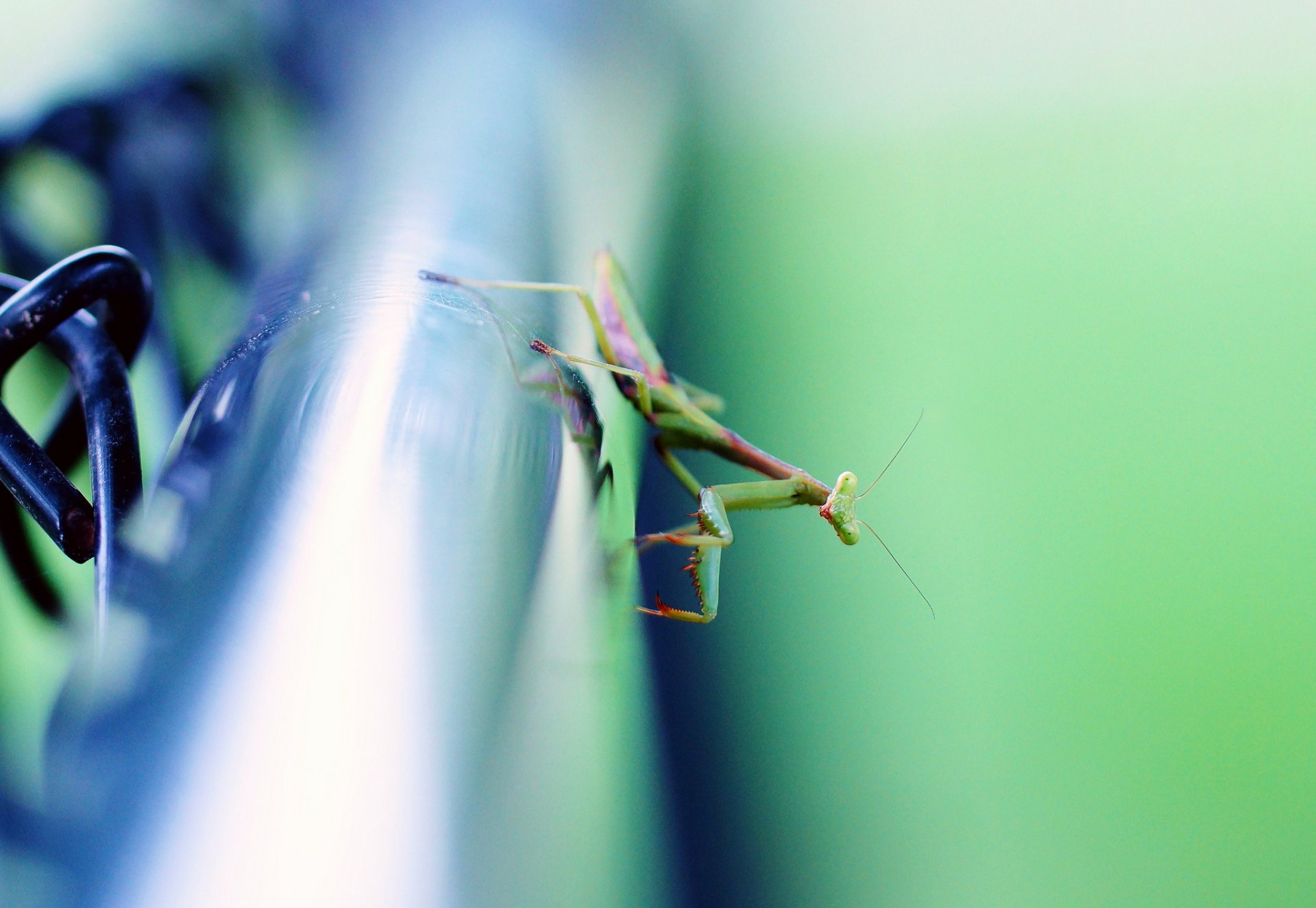 surface métal tuyau insecte mante religieuse fond