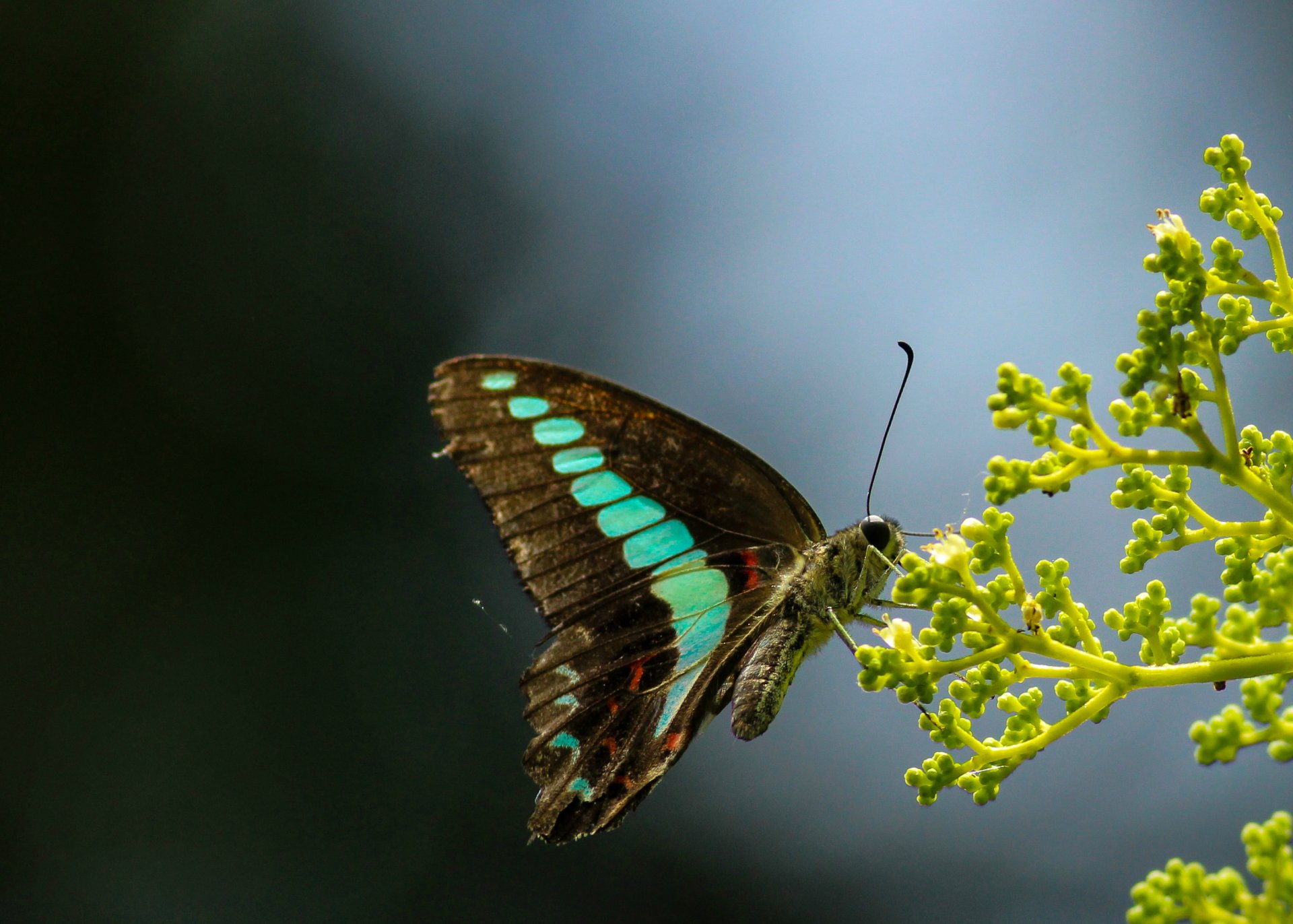 butterfly wing eye antennae stems buds antennae bud