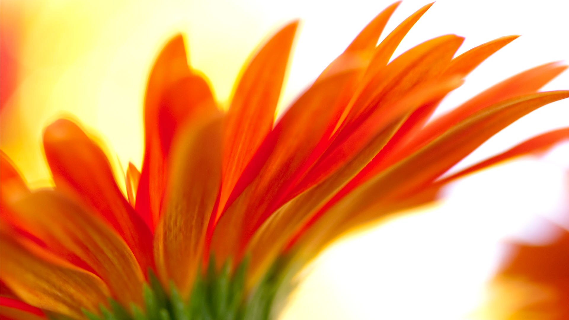 fiore petali sfocatura natura