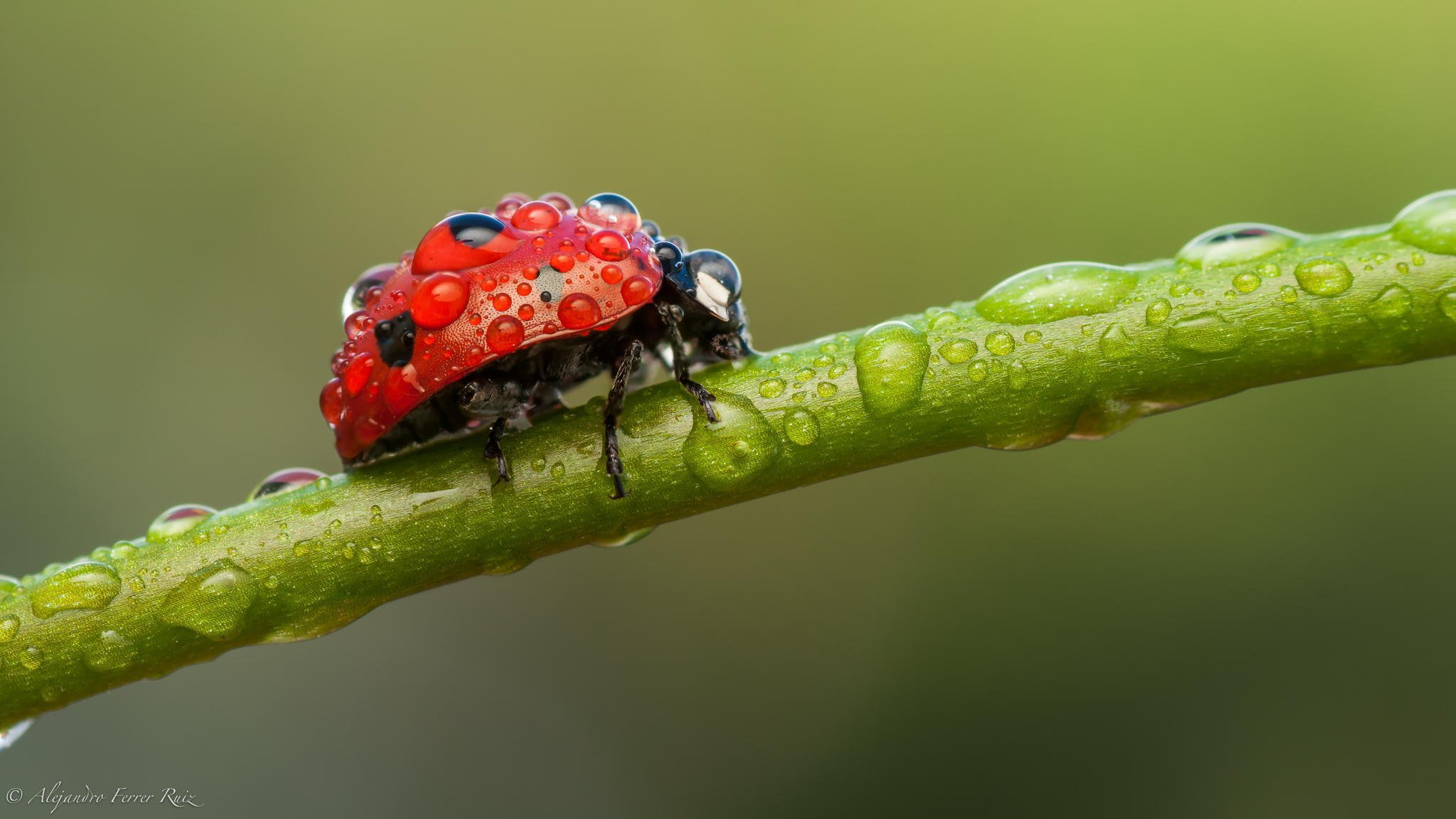 biedronka owad makro łodyga rosa