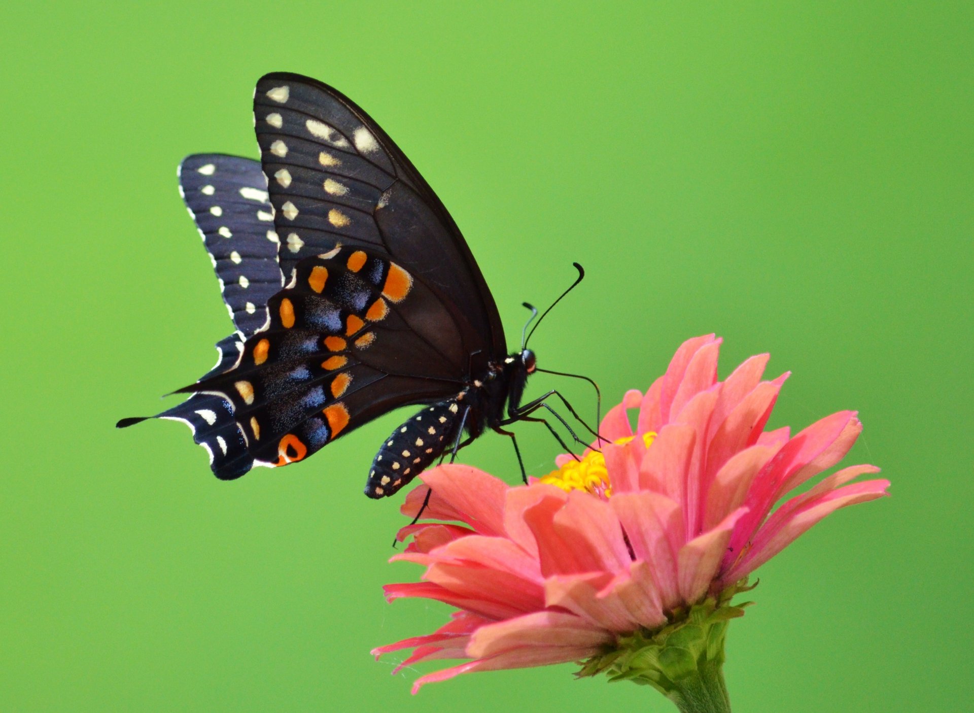 papillon ailes ailes ouvertes antennes fleur pétales vert trompe vrilles vert