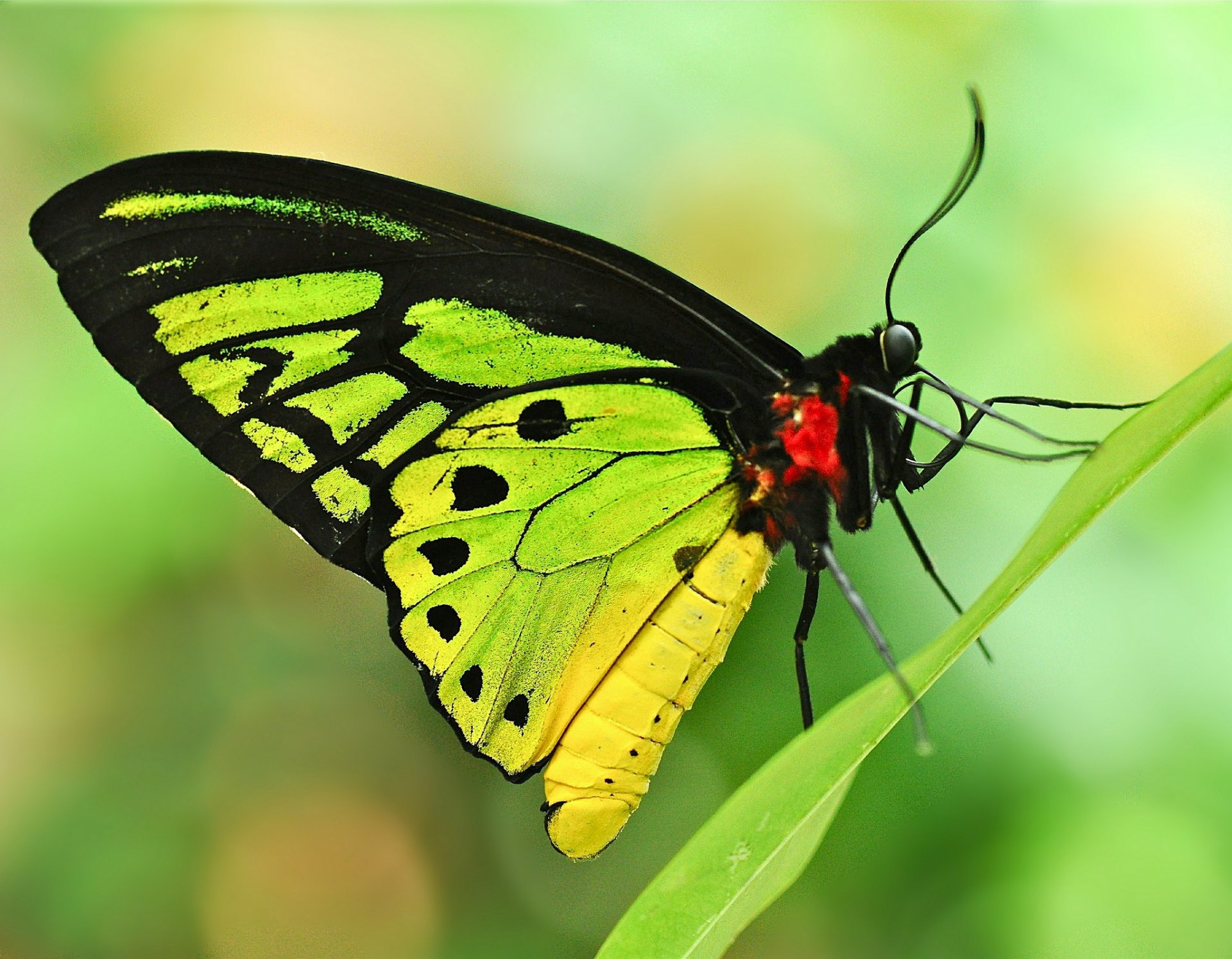 hoja hoja de hierba mariposa fondo