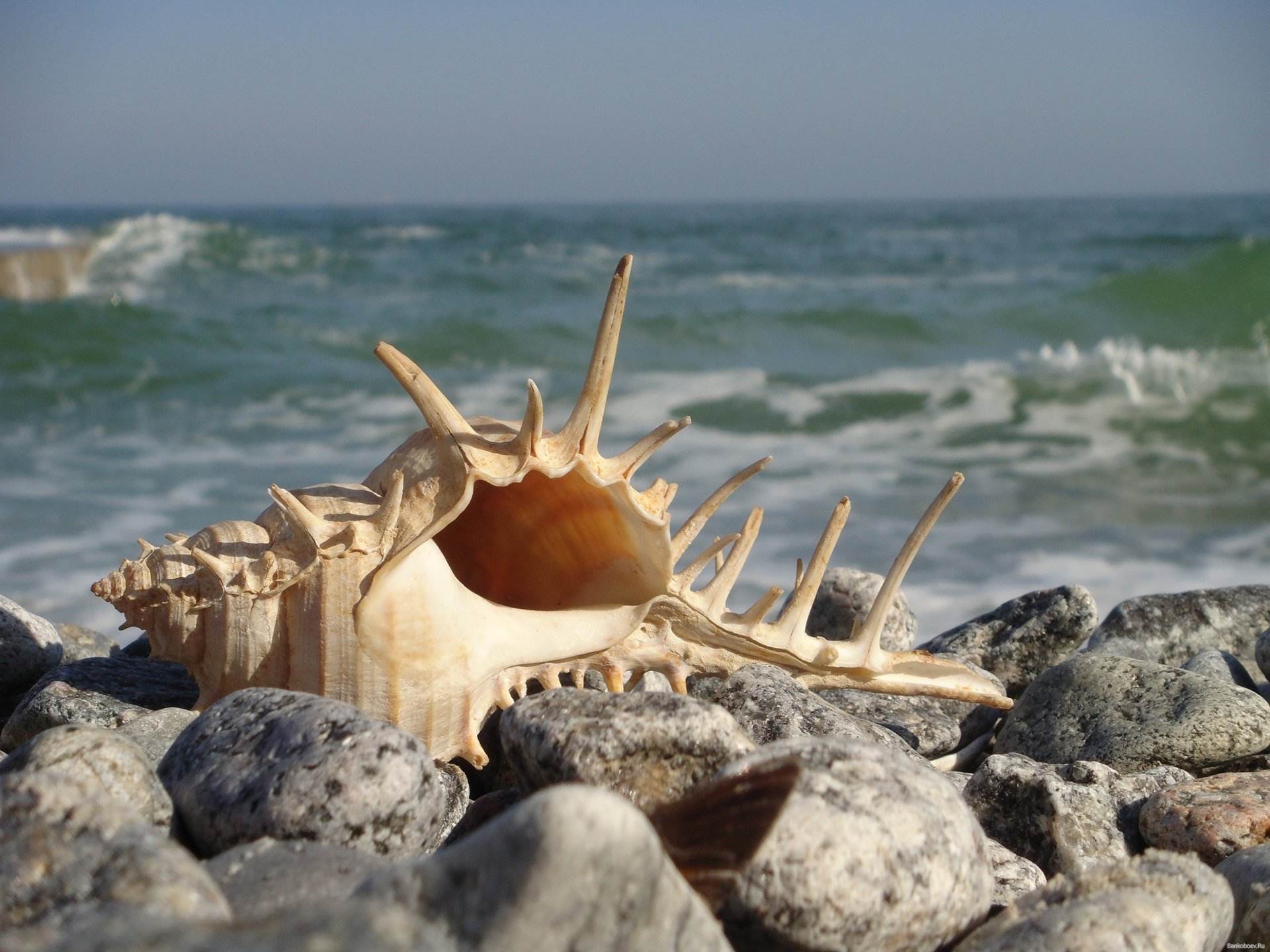 ocean beach shell stones close up