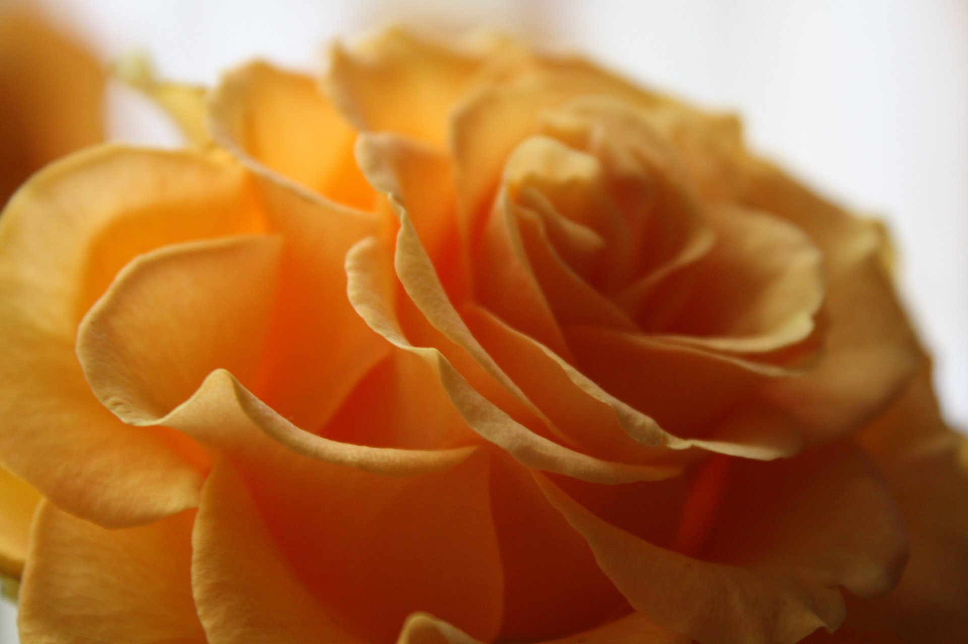 macro fiore rosa giallo petali