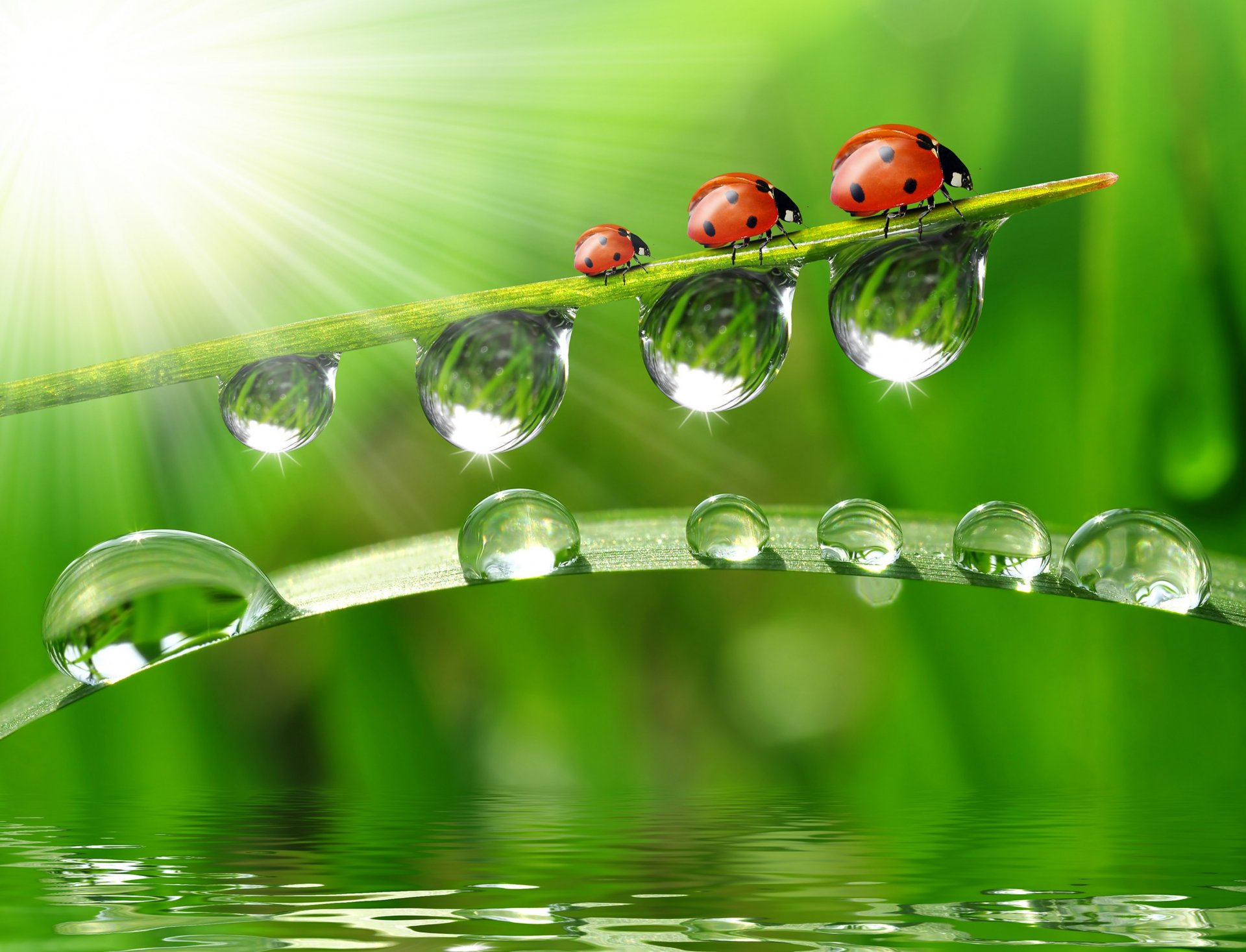 close up water reflection blade drops ladybug