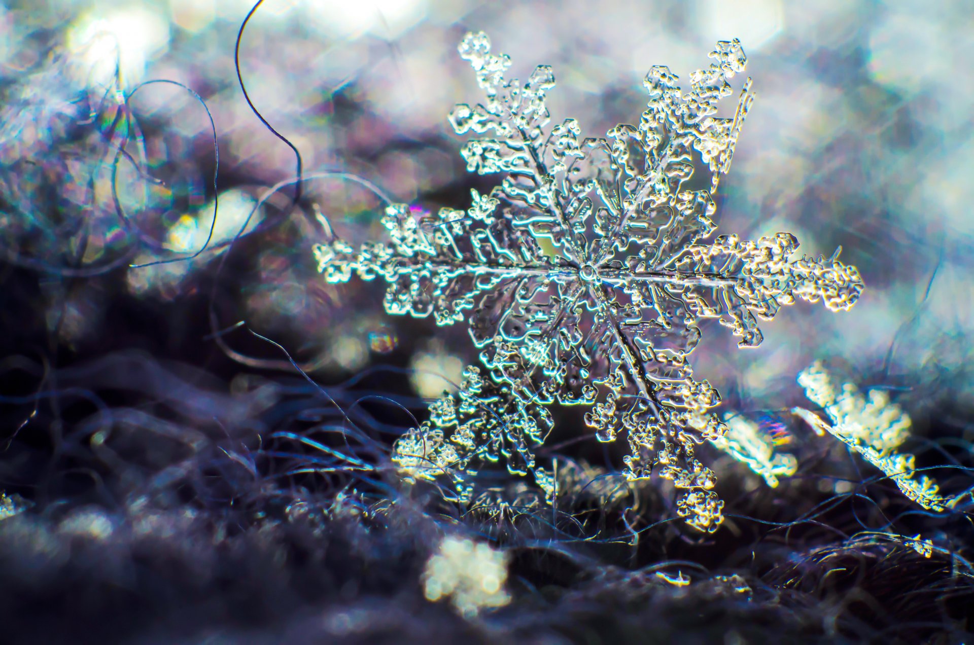 fiocco di neve macro hq sfondi