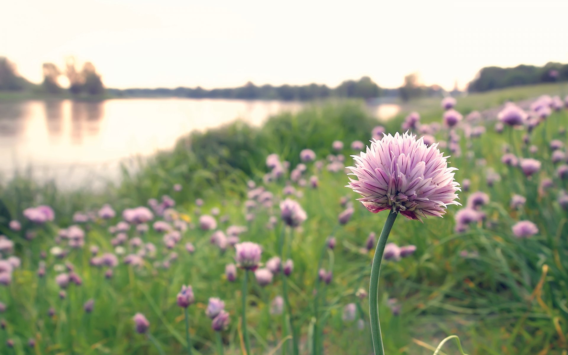 naturaleza flores claro arco sombreros rosa lago