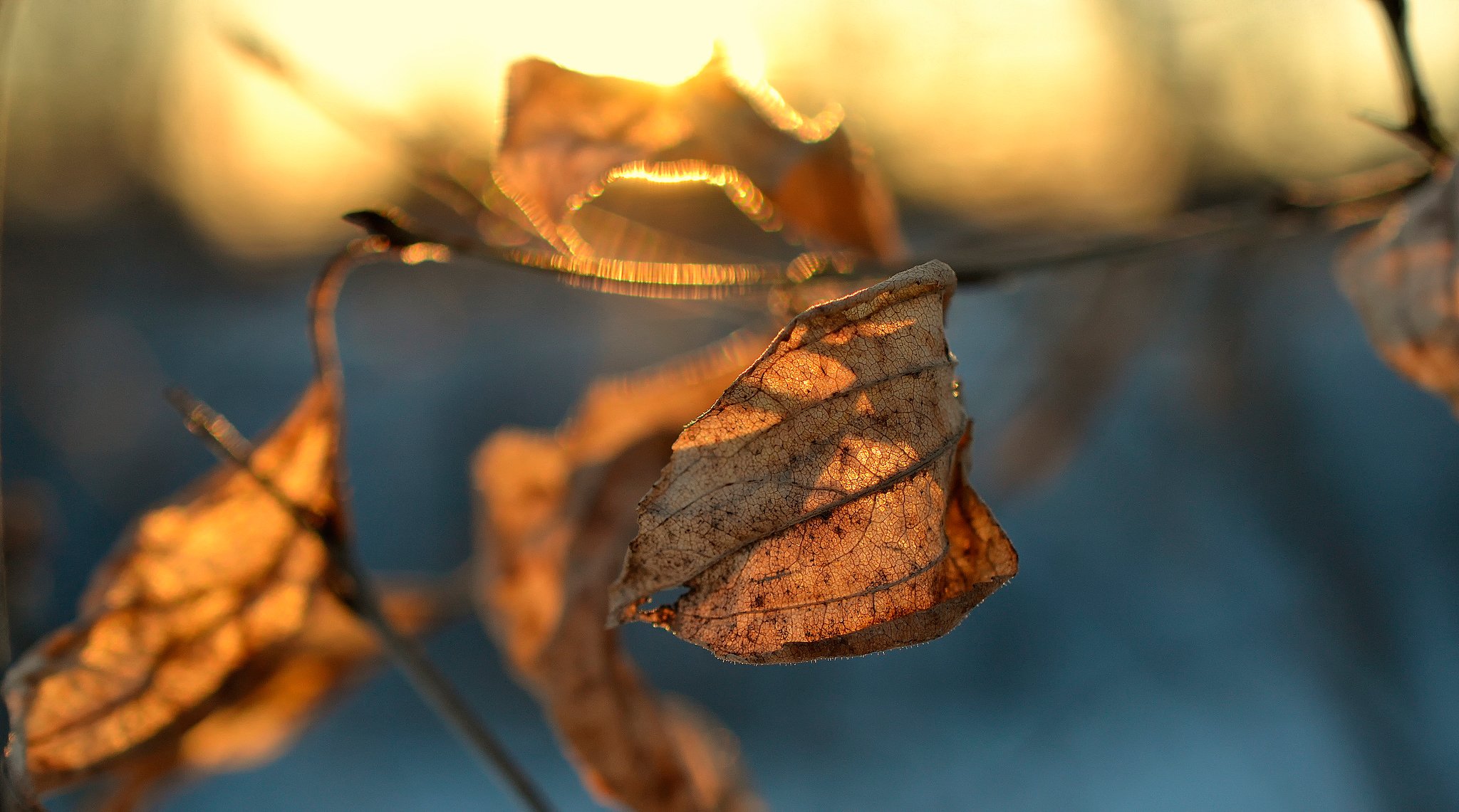 blatt trocken makro bokeh