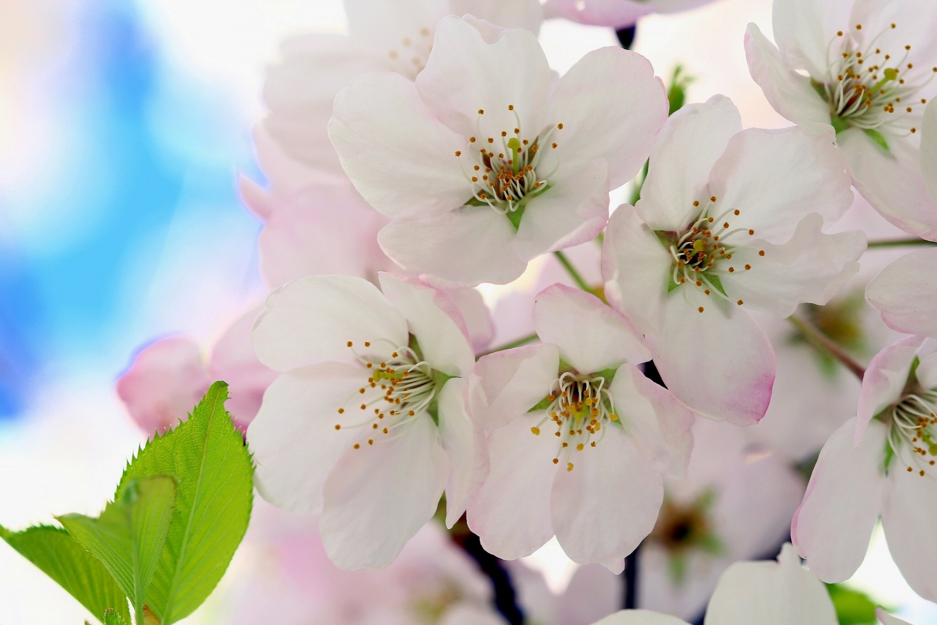 cherry flower bloom