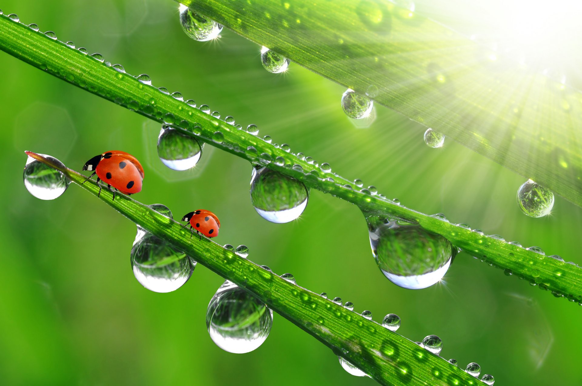 un rays grass drops ladybugs close up