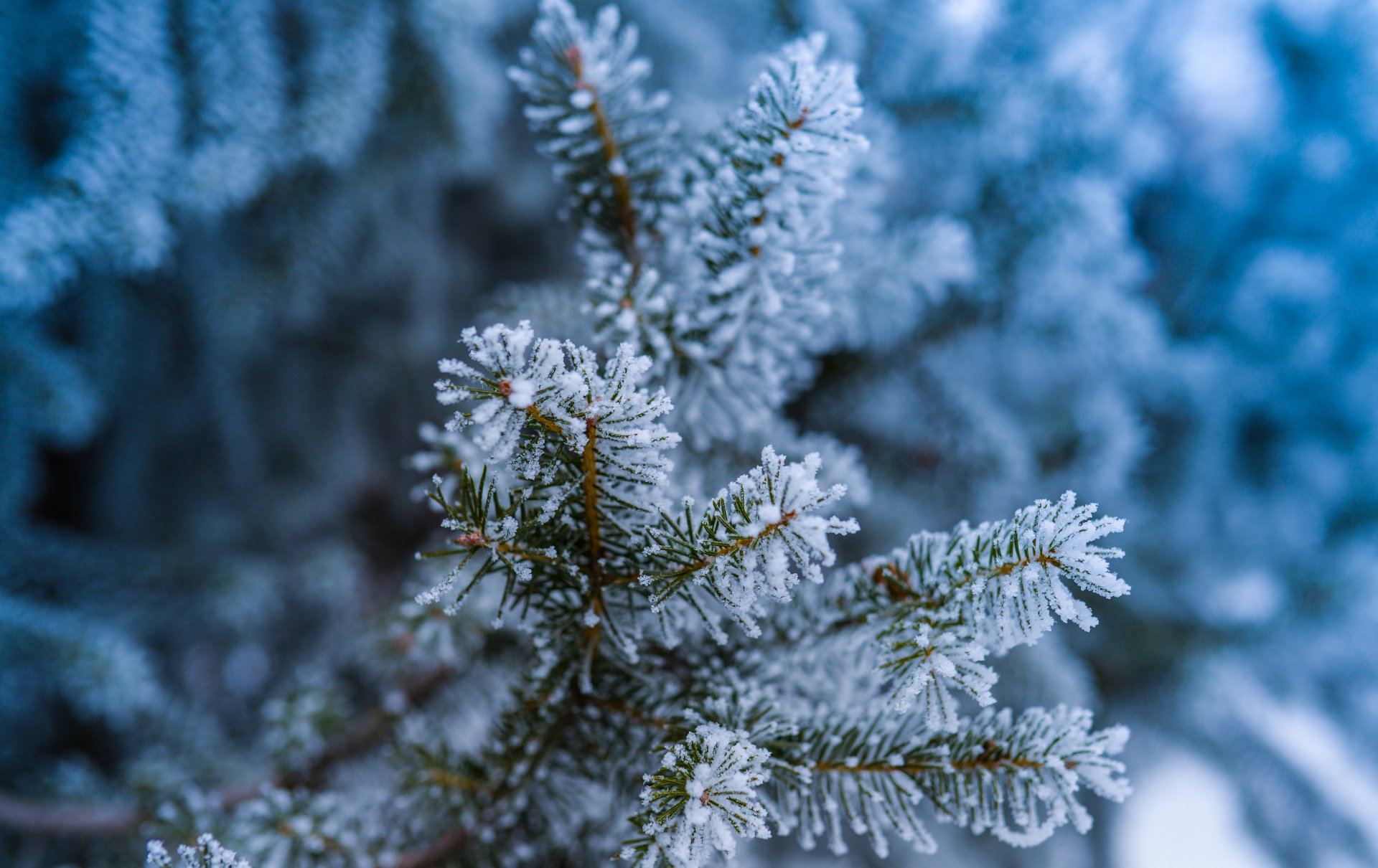 świerk drzewo gałęzie igły igły las szron śnieg mróz zima makro bokeh natura