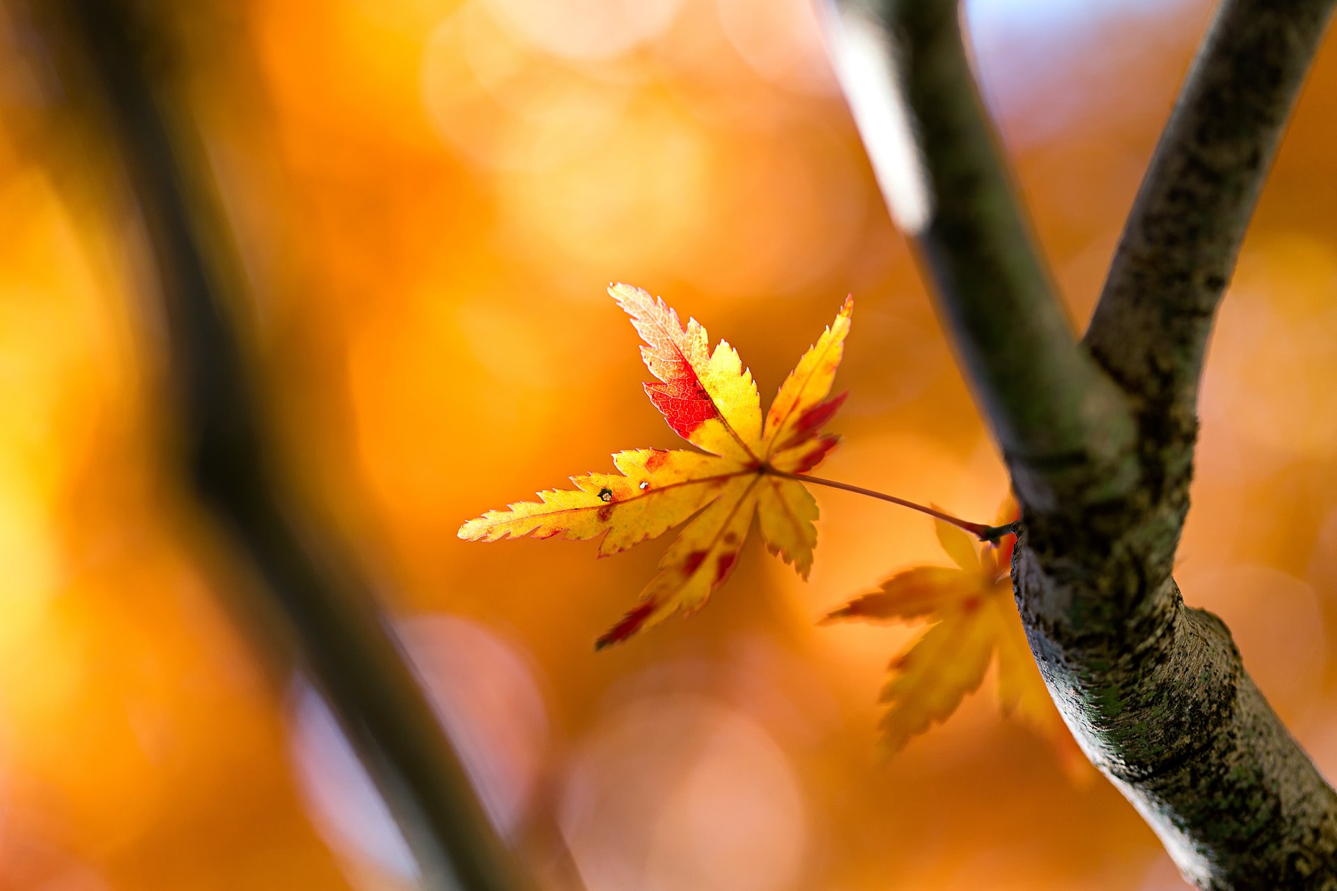 blatt baum herbst