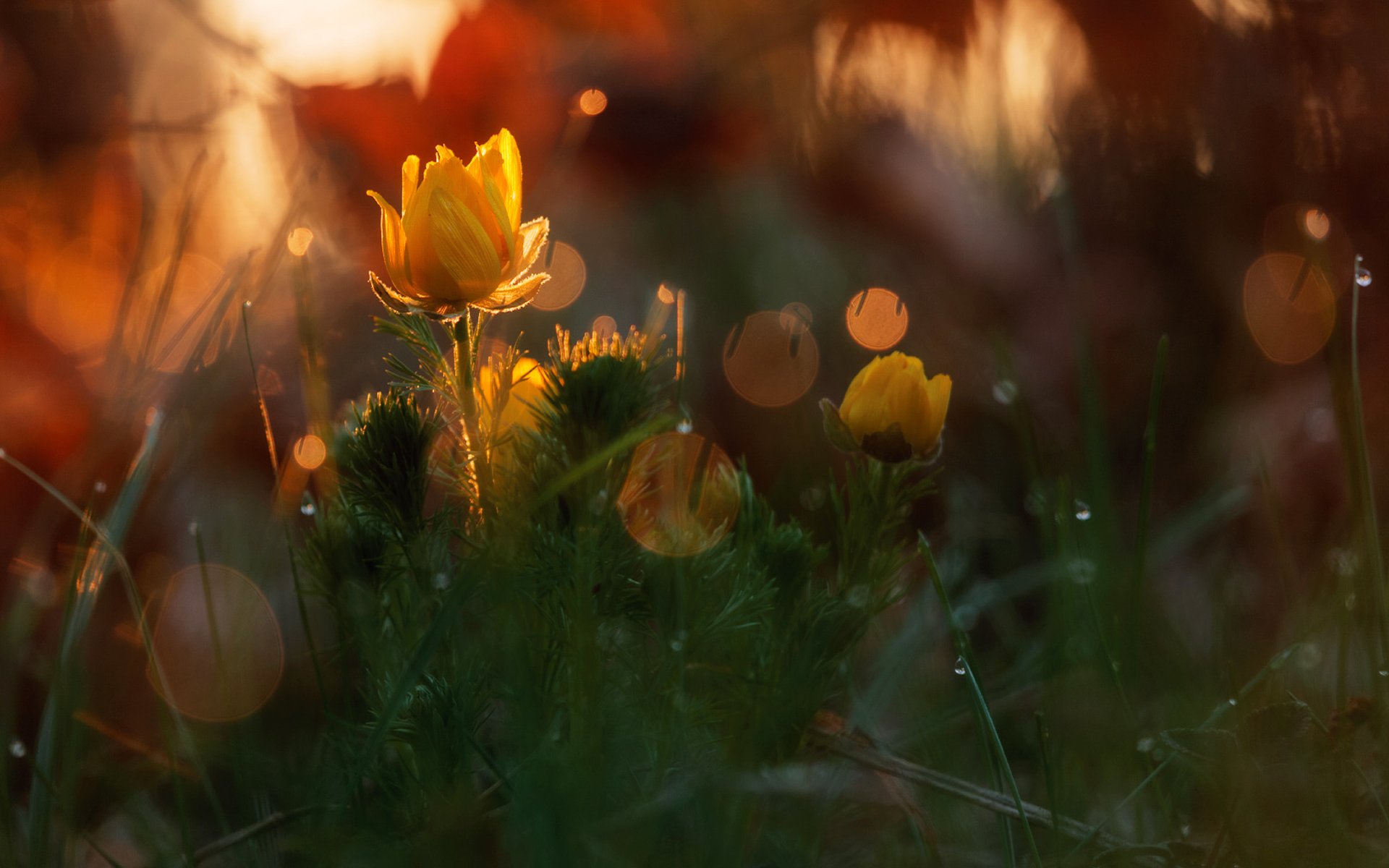 adonis flores primavera naturaleza bosque gotas reflejos luz bokeh macro