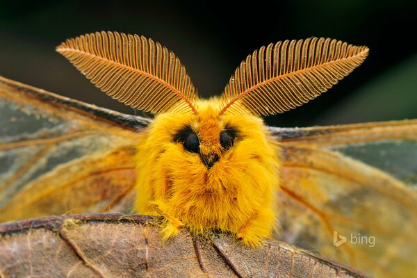 Hermoso insecto gusano de seda en China