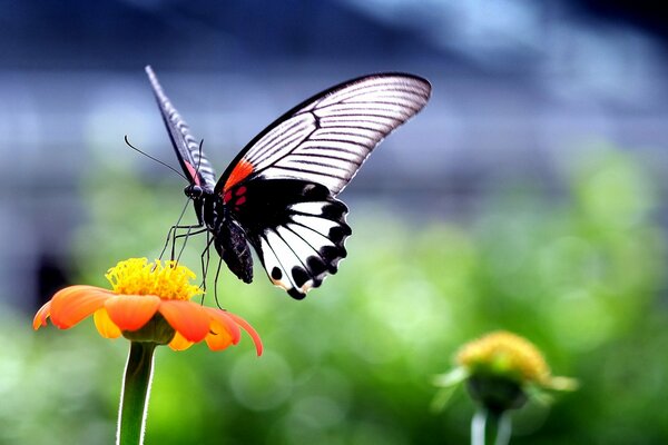 Ein Schmetterling auf einer Blume trinkt Nektar