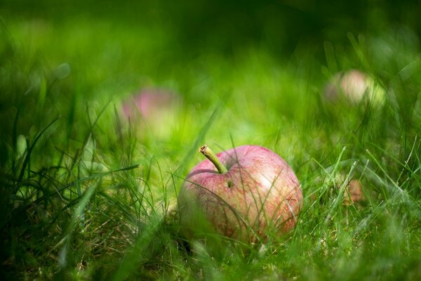 Apfel im saftigen grünen Gras