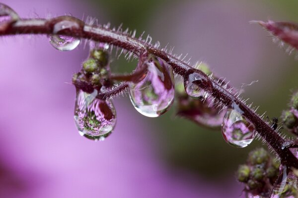 Riprese macro di una goccia su un ramoscello