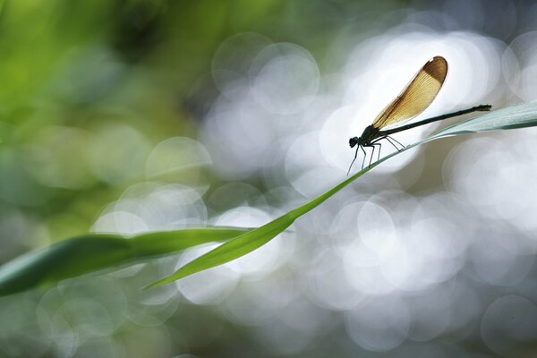 Libellula marrone su un filo d erba in macro