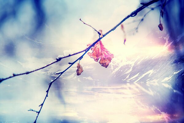 A single leaf on a tree branch