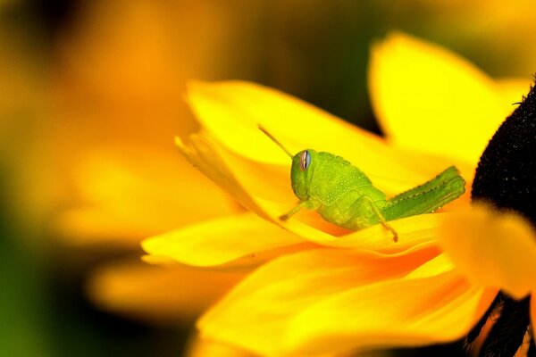 Cavalletta verde sul fiore di Rudbeckia